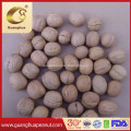 Best and Healthy Quality Walnut in Shell